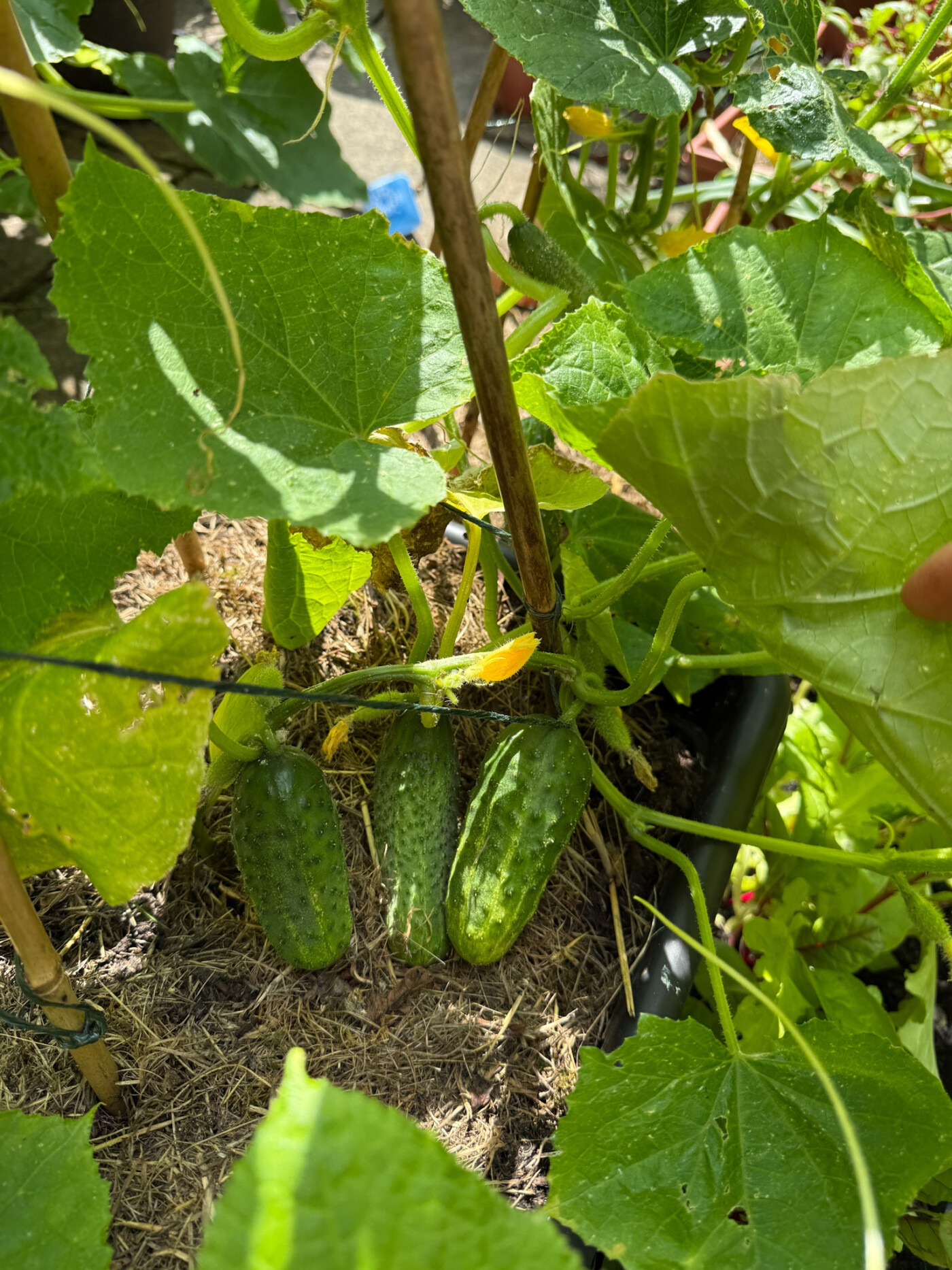 Cucumbers