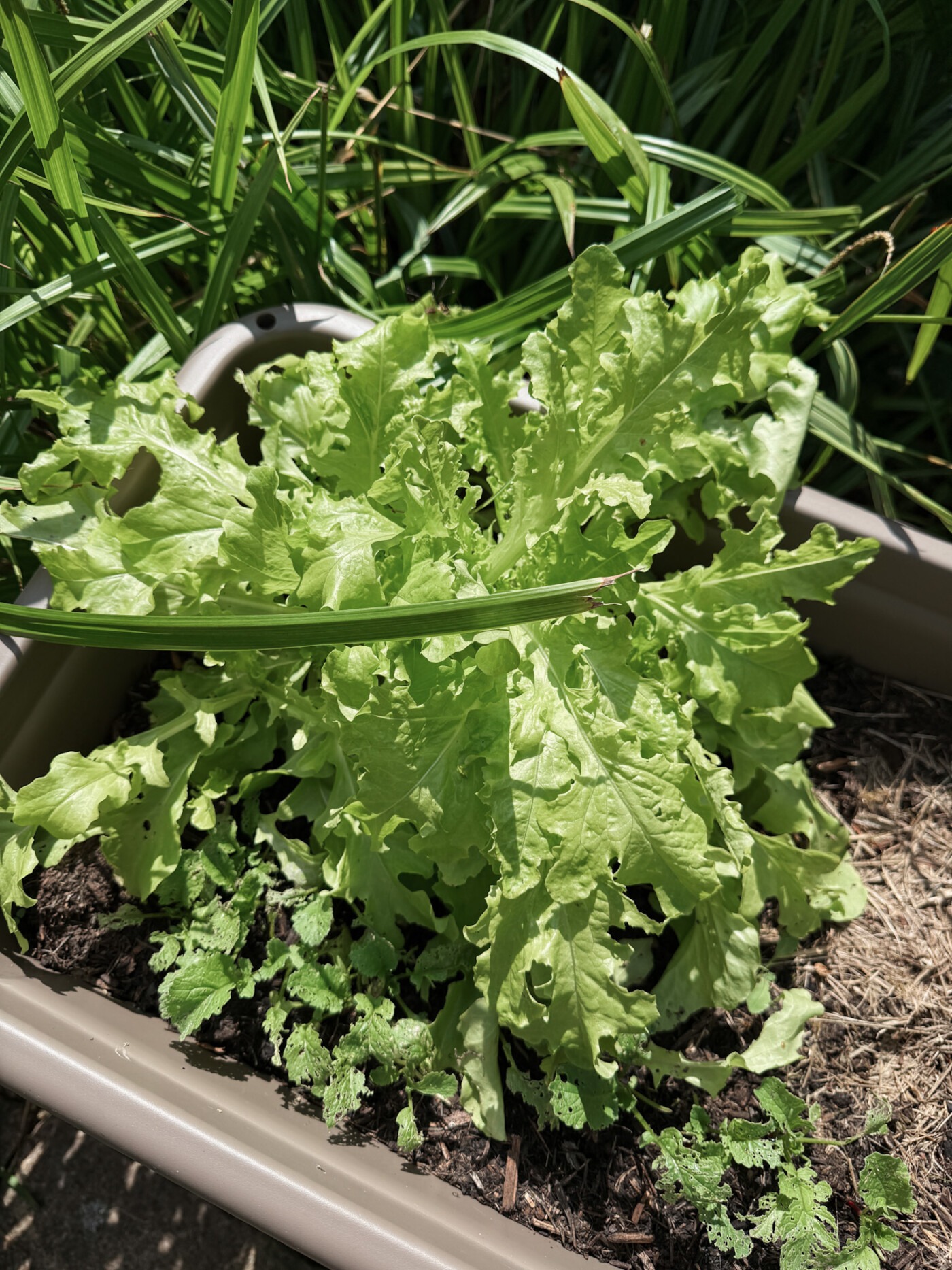 Lettuce