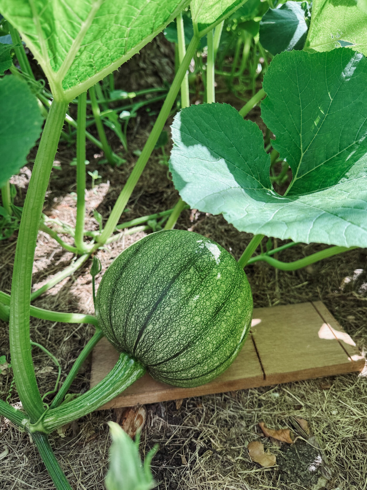 Pumpkin growing