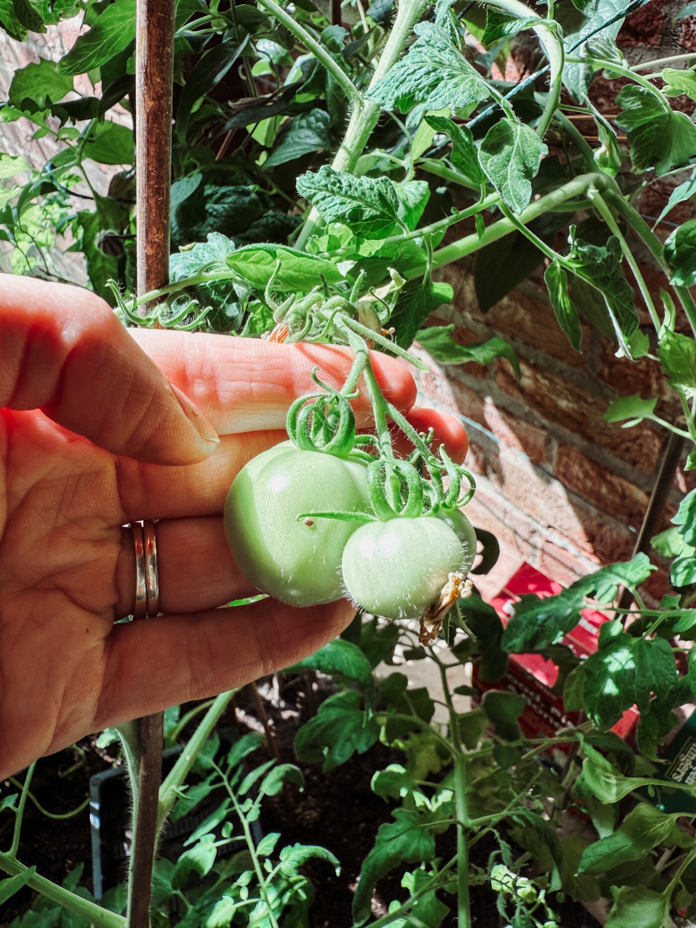 Tomatoes growing