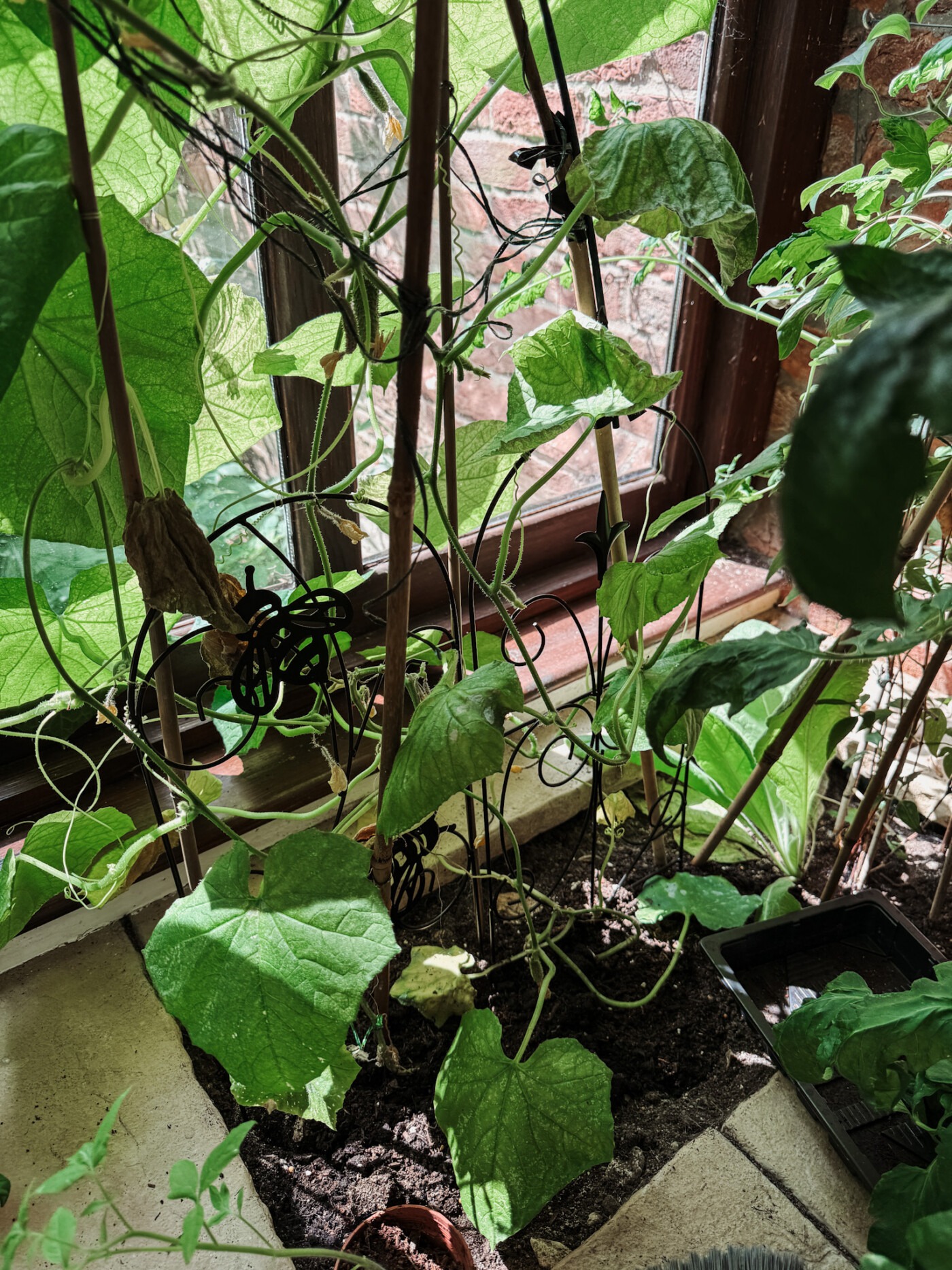 Gherkin plants