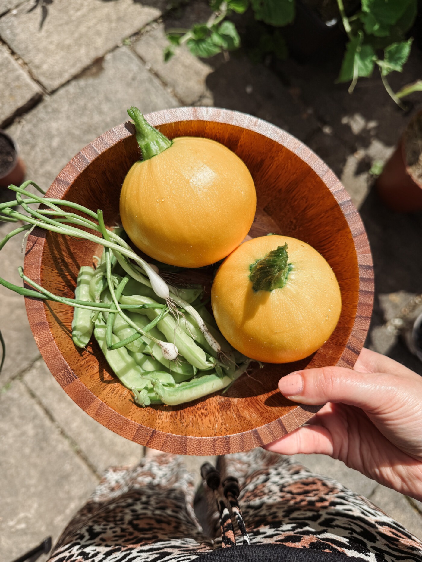 Vegetable harvest