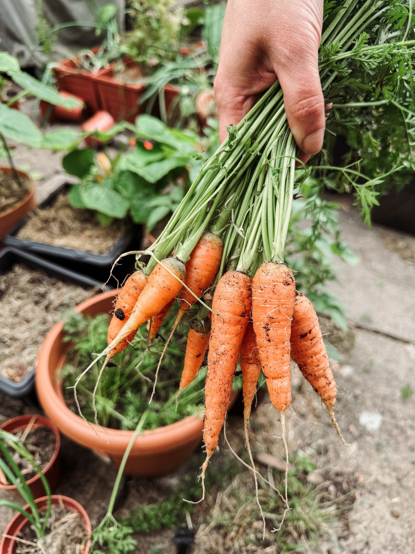 Carrots from my container garden in 2025