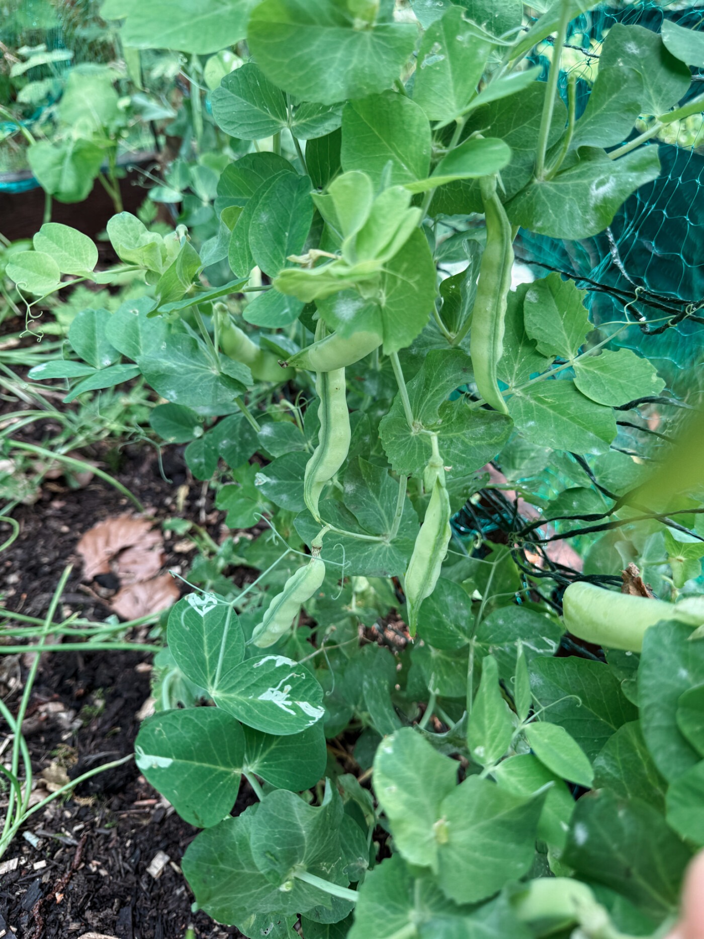 Peas