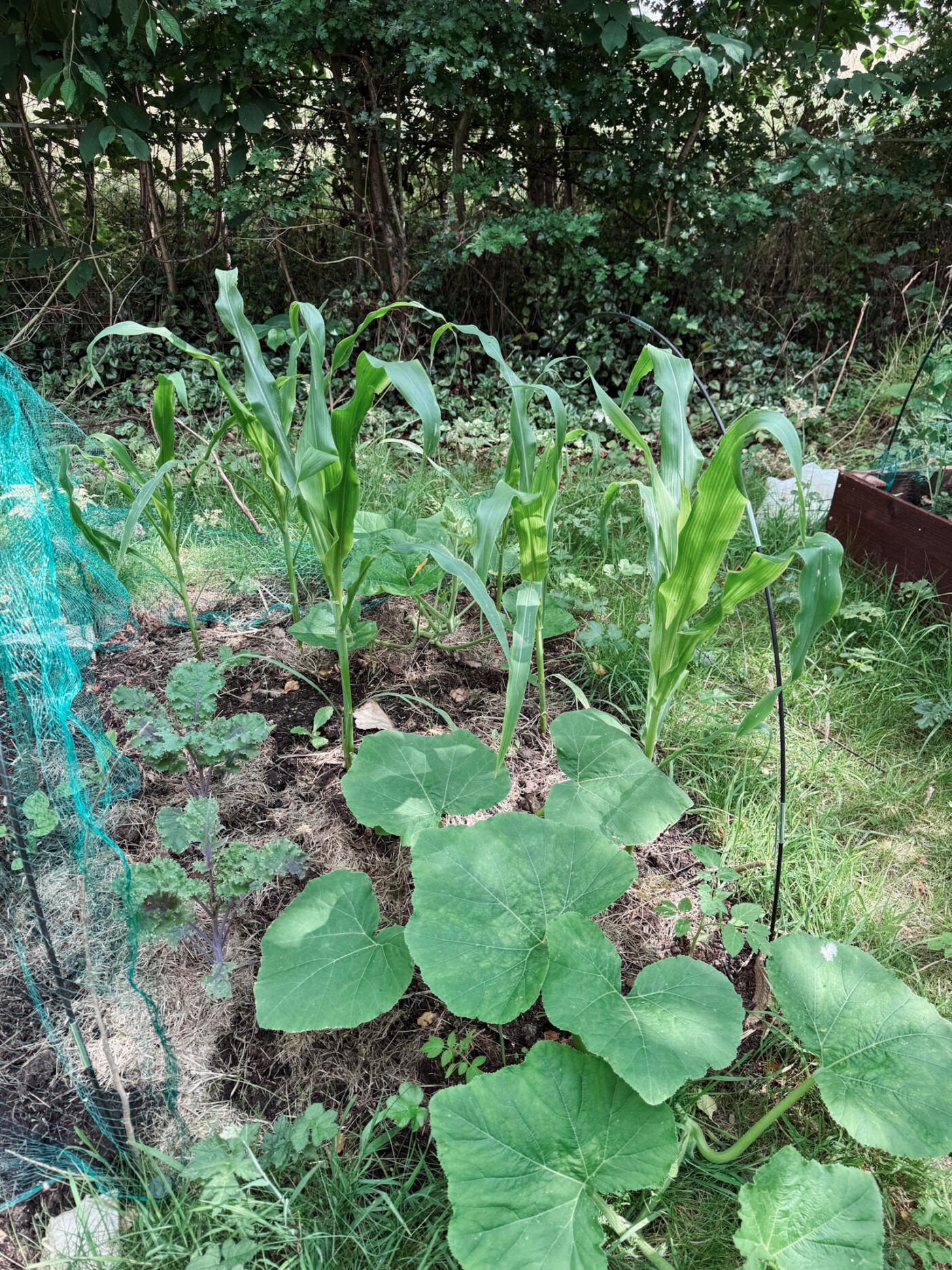 Corn and pumpkins