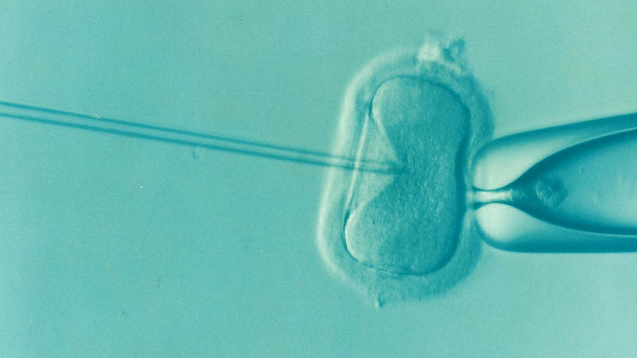 IVF egg