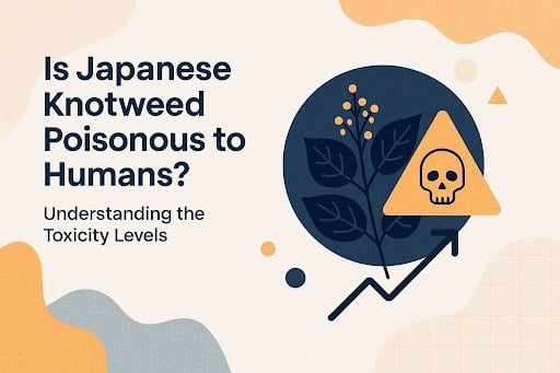 Japanese Knotweed