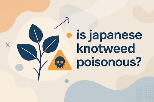 Is Japanese Knotweed Poisonous&nbsp;