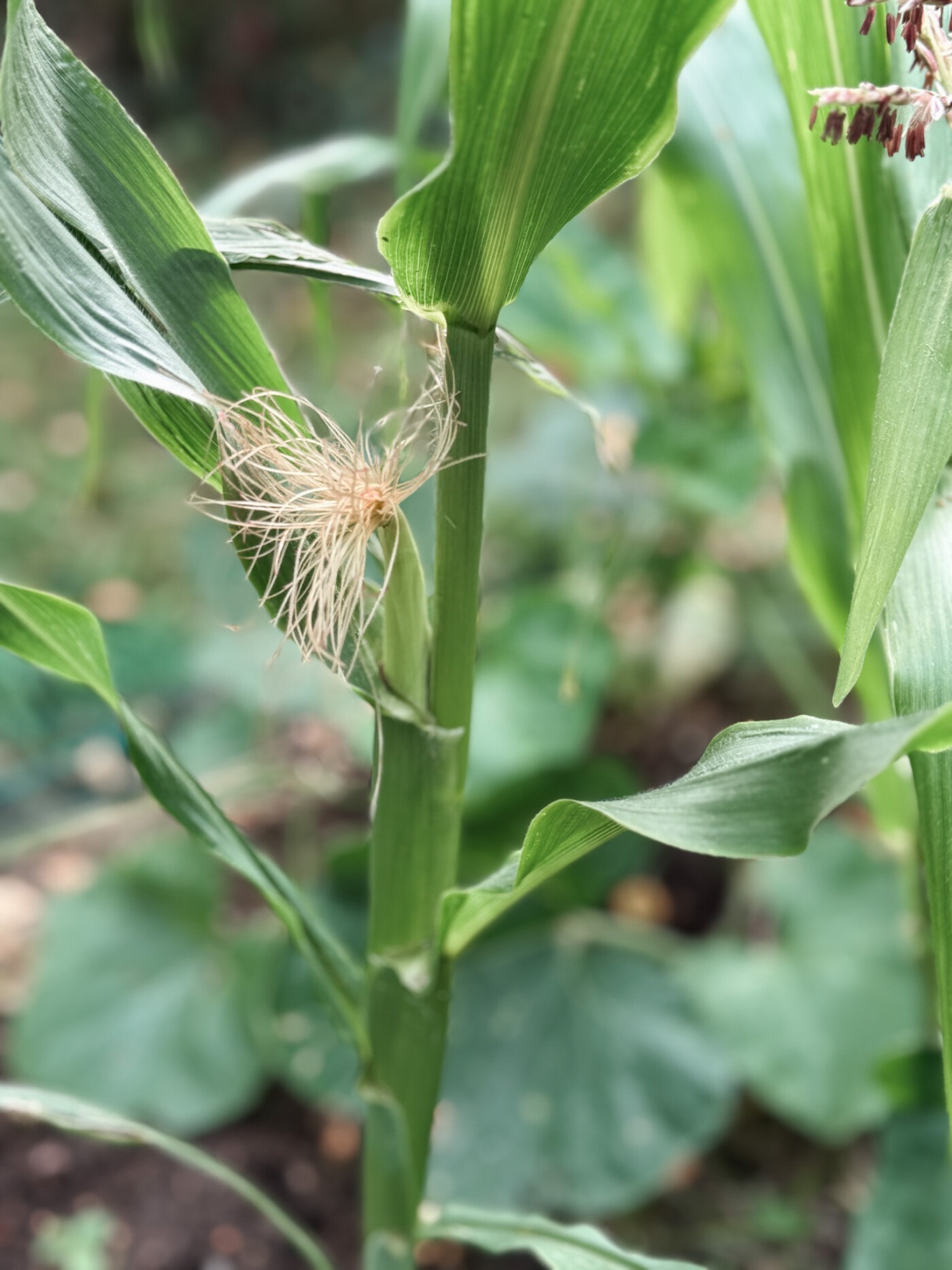 august garden UK - corn on the cob