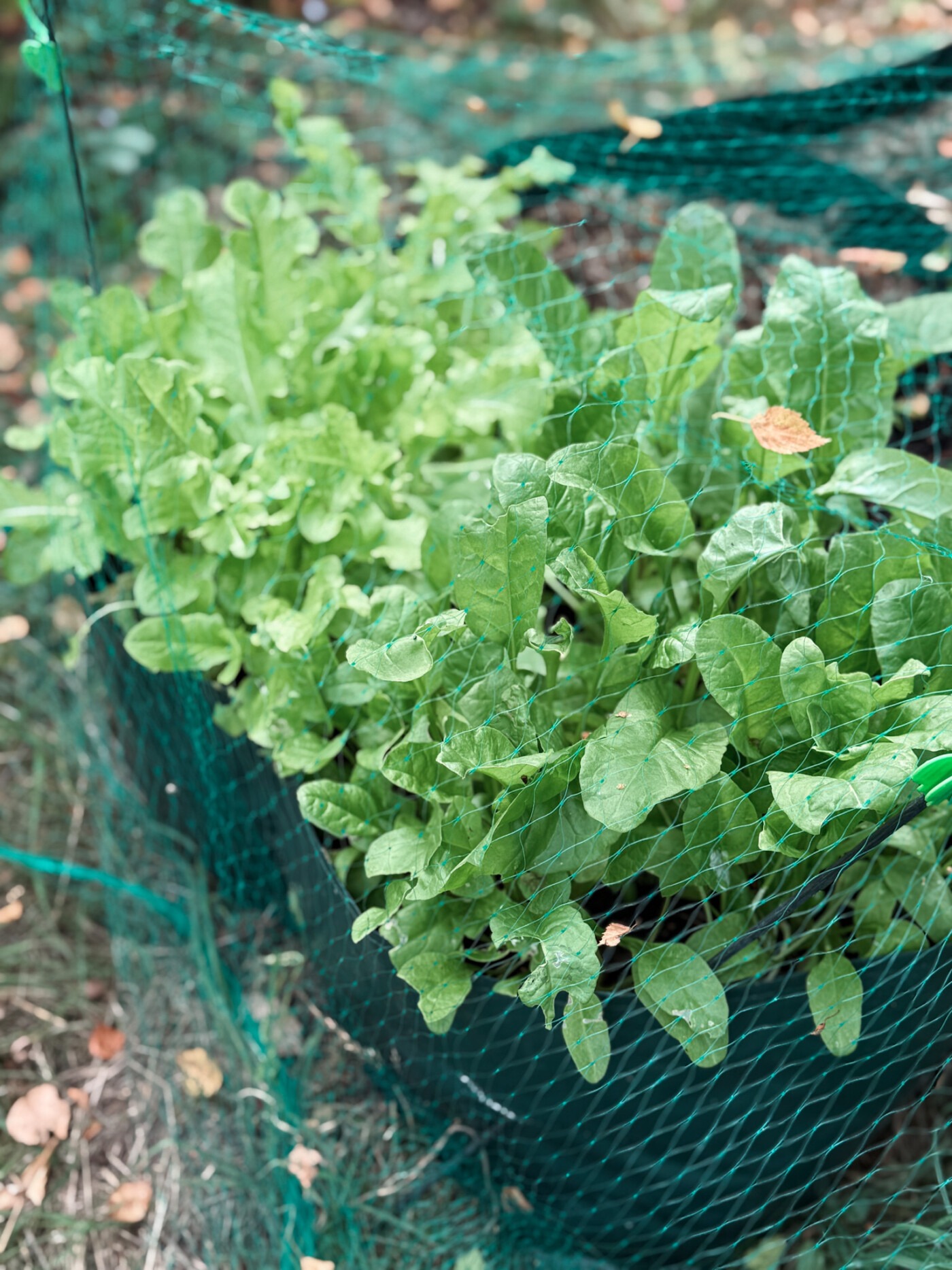 august garden UK - lettuce and spinnach