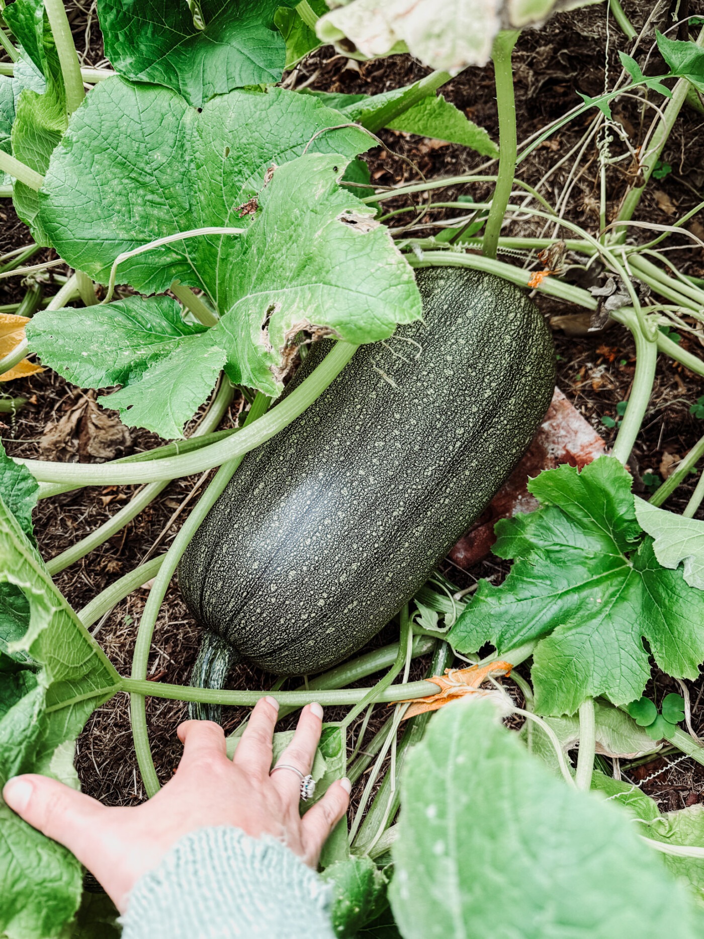 august garden UK - pumpkins