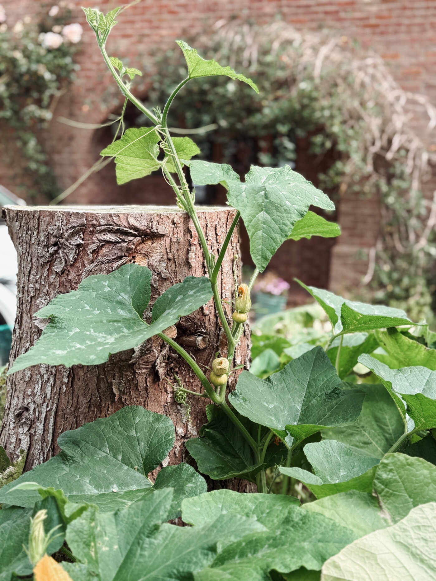august garden UK - pumkins growing