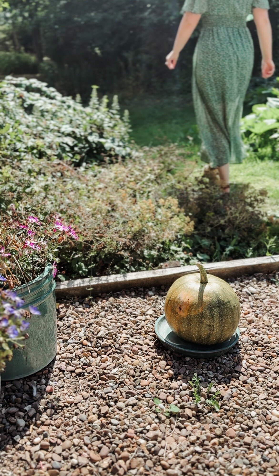 august garden UK - pumpkin