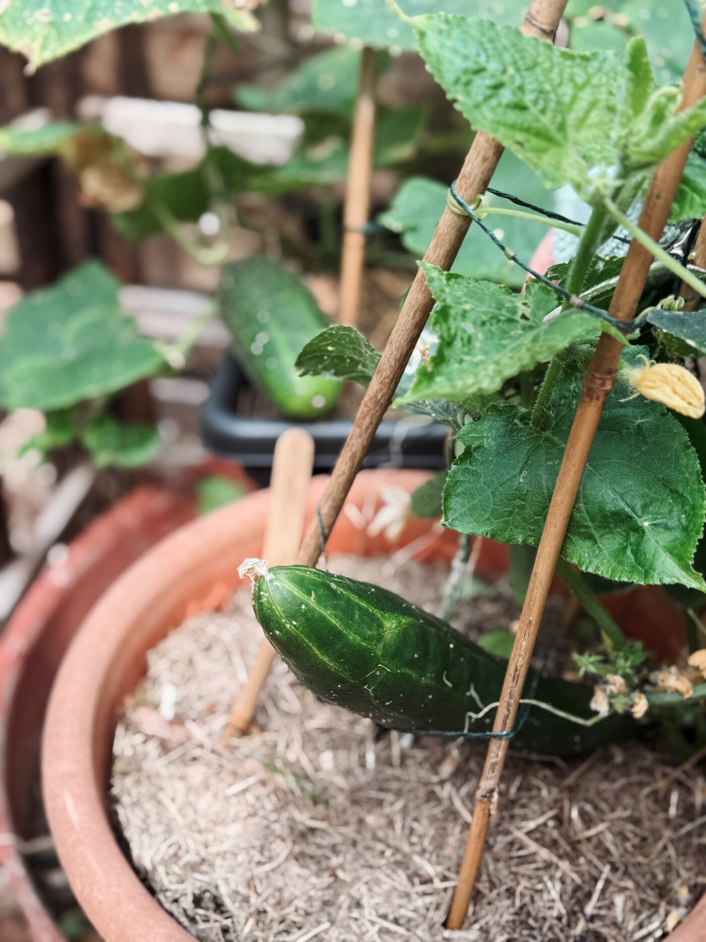 august garden UK - cucumbers