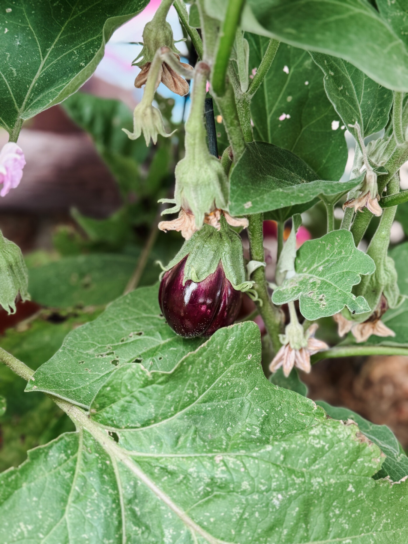 august garden UK - aubergine
