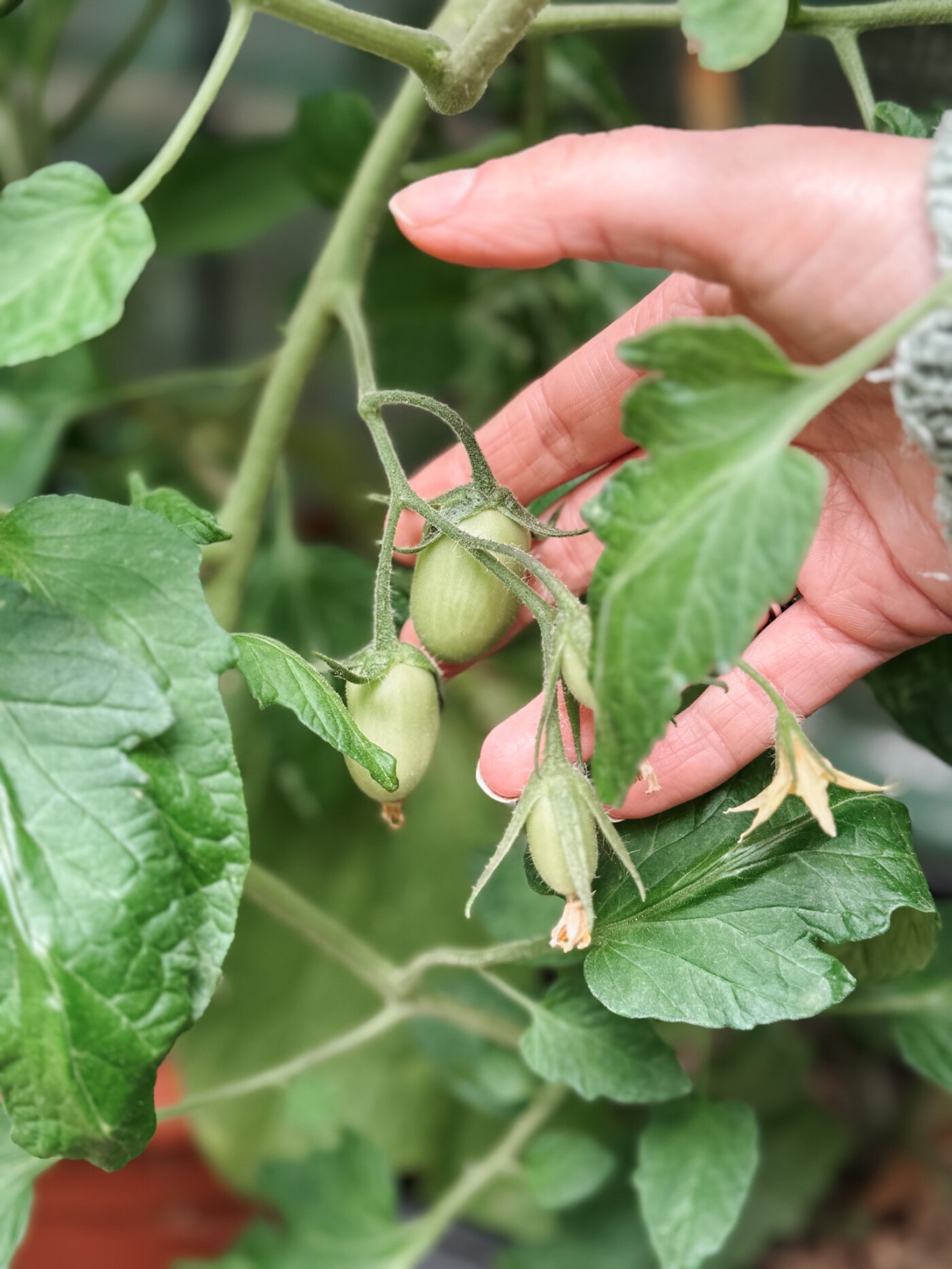 august garden UK - plum tomatoes