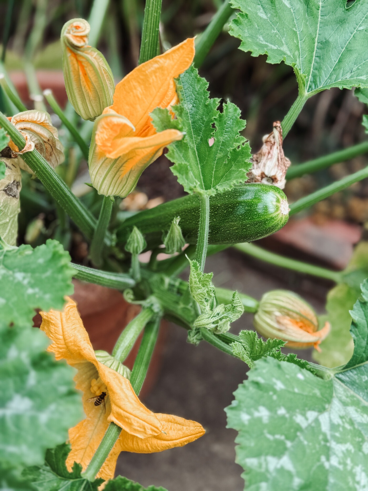 august garden UK courgettes