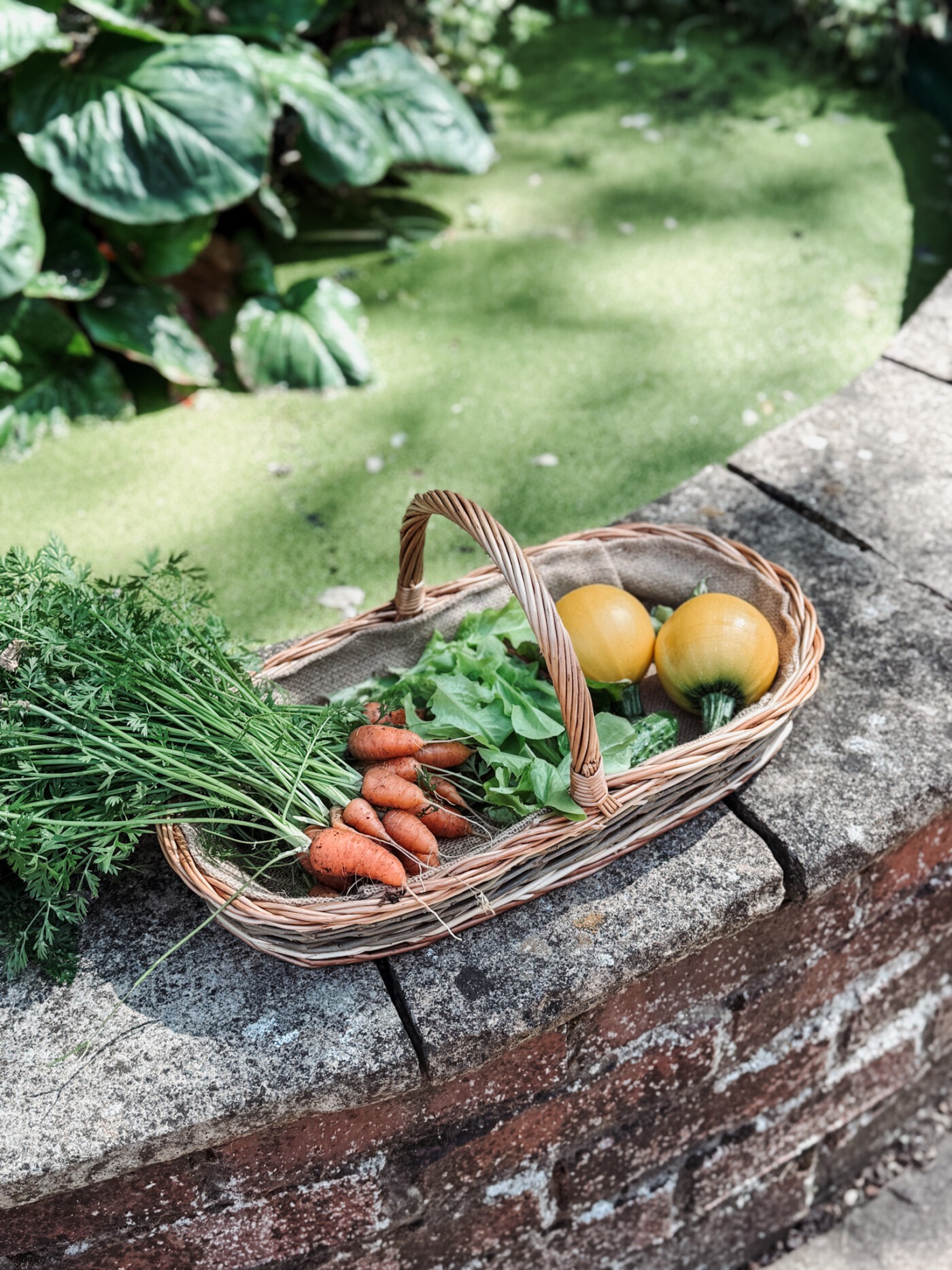 august garden UK - vegetable harvest