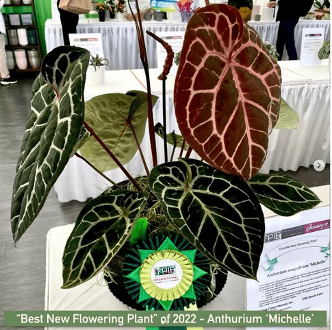 DocBlock Anthuriums: Where Science Cultivates Beauty &ndash; Review