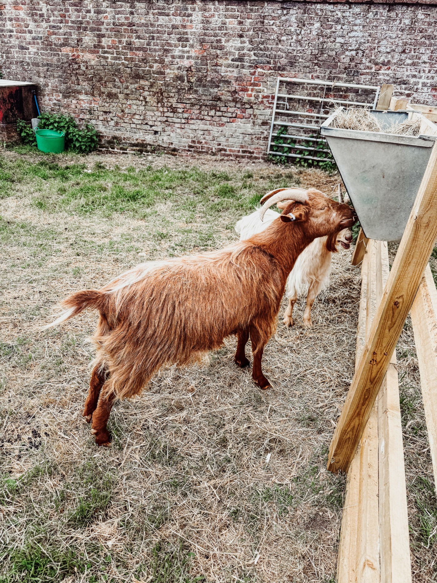 goats at Sledmere farm