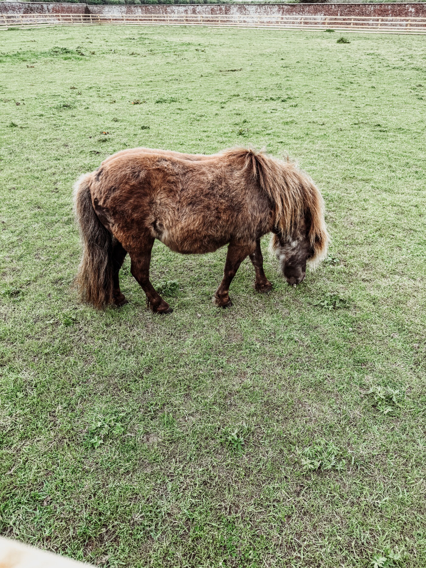 pony at Sledmere