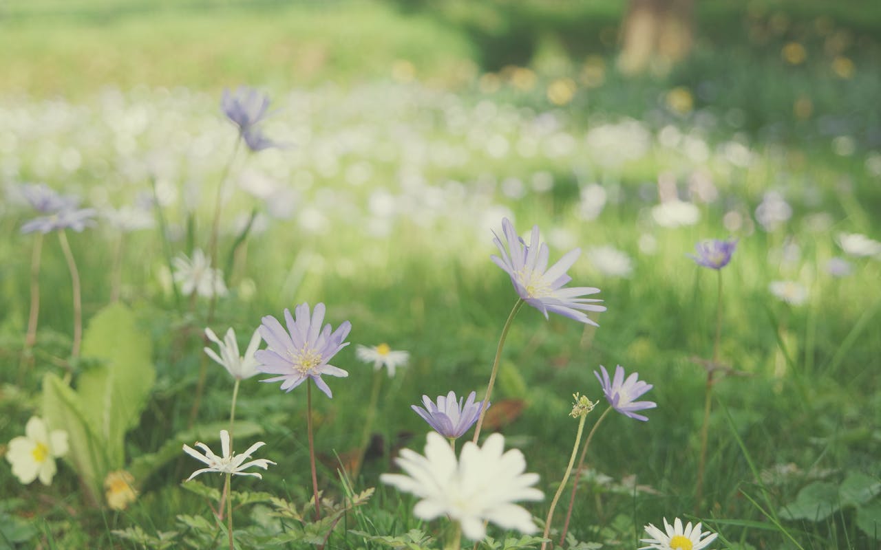 How to create a welcoming garden in a new build home