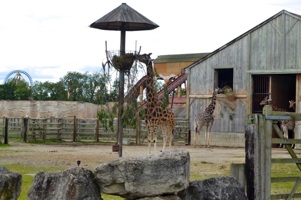 giraffes flamingo land