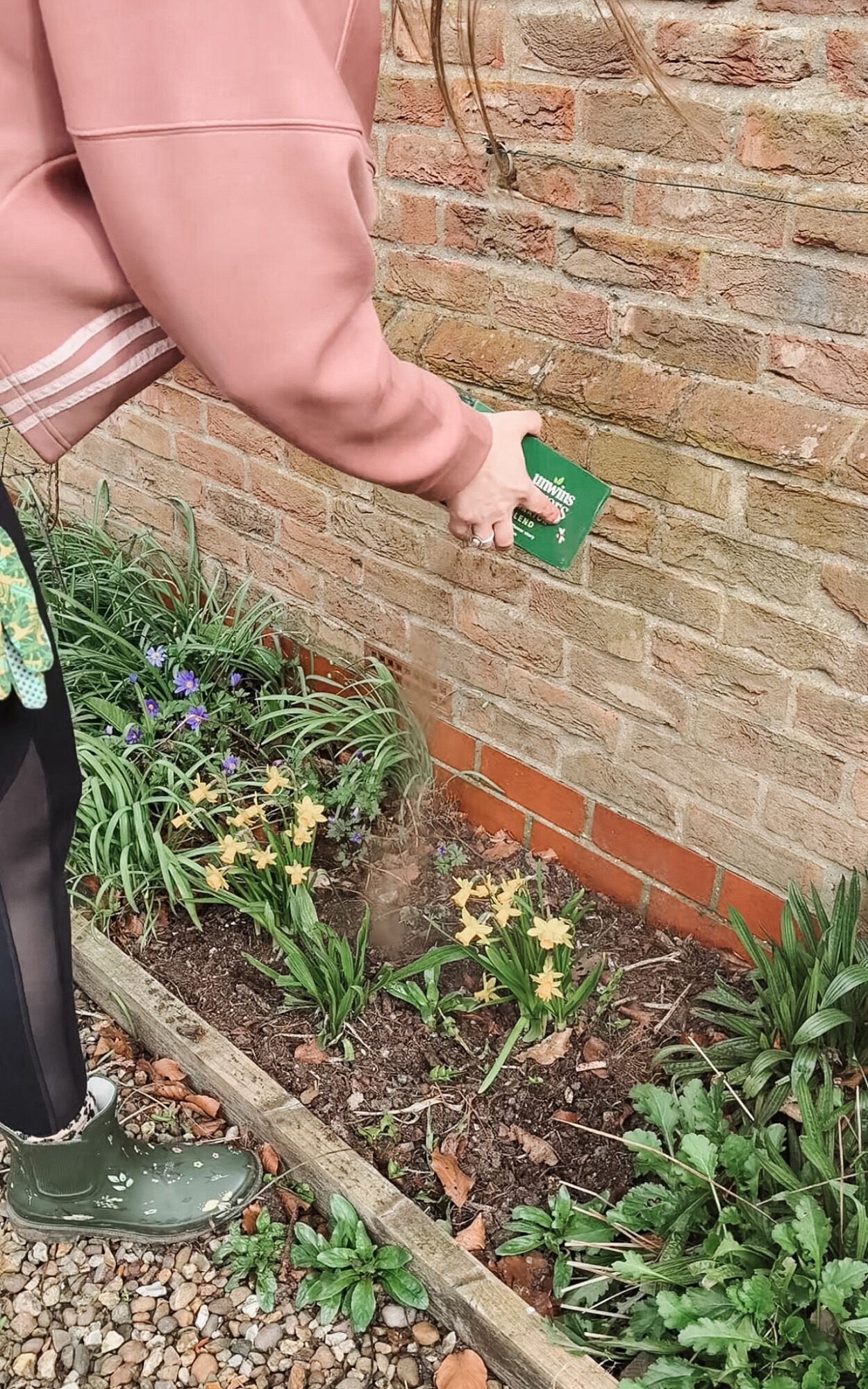 Scattering wildflower seeds into a garden border by hand in early spring