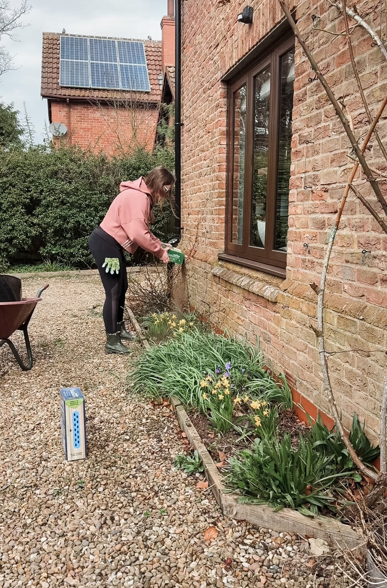 Sowing Unwins wildflower seed mix into an existing border with spring bulbs