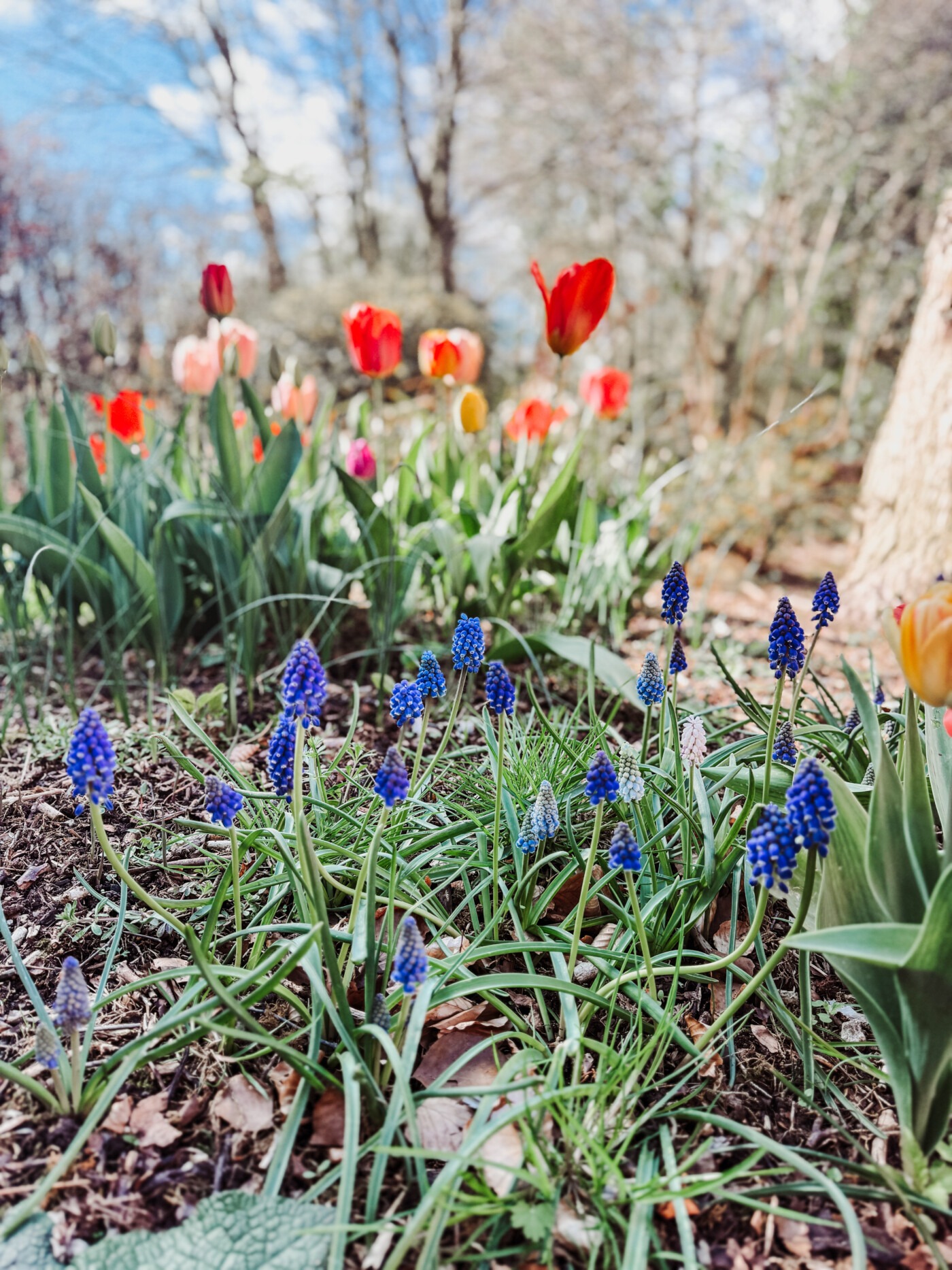 muscari