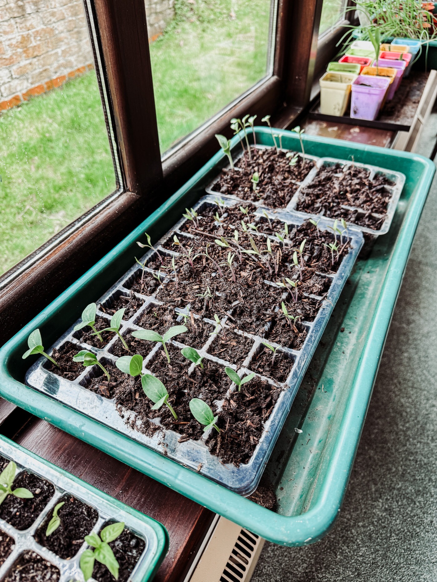 cucumber and tomato seedlings 