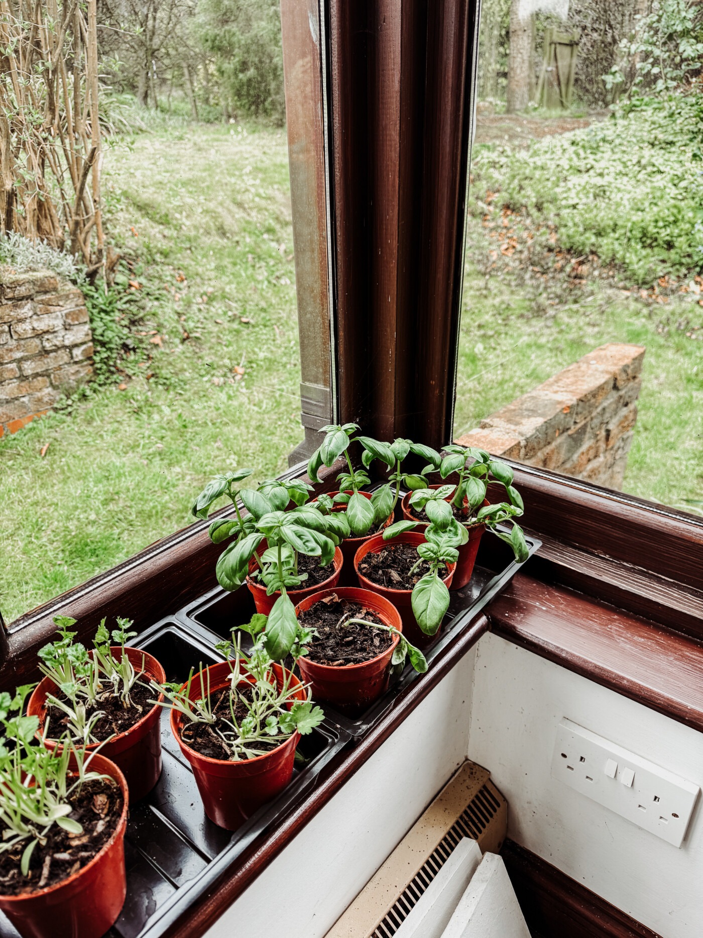 potted basil and coriander 