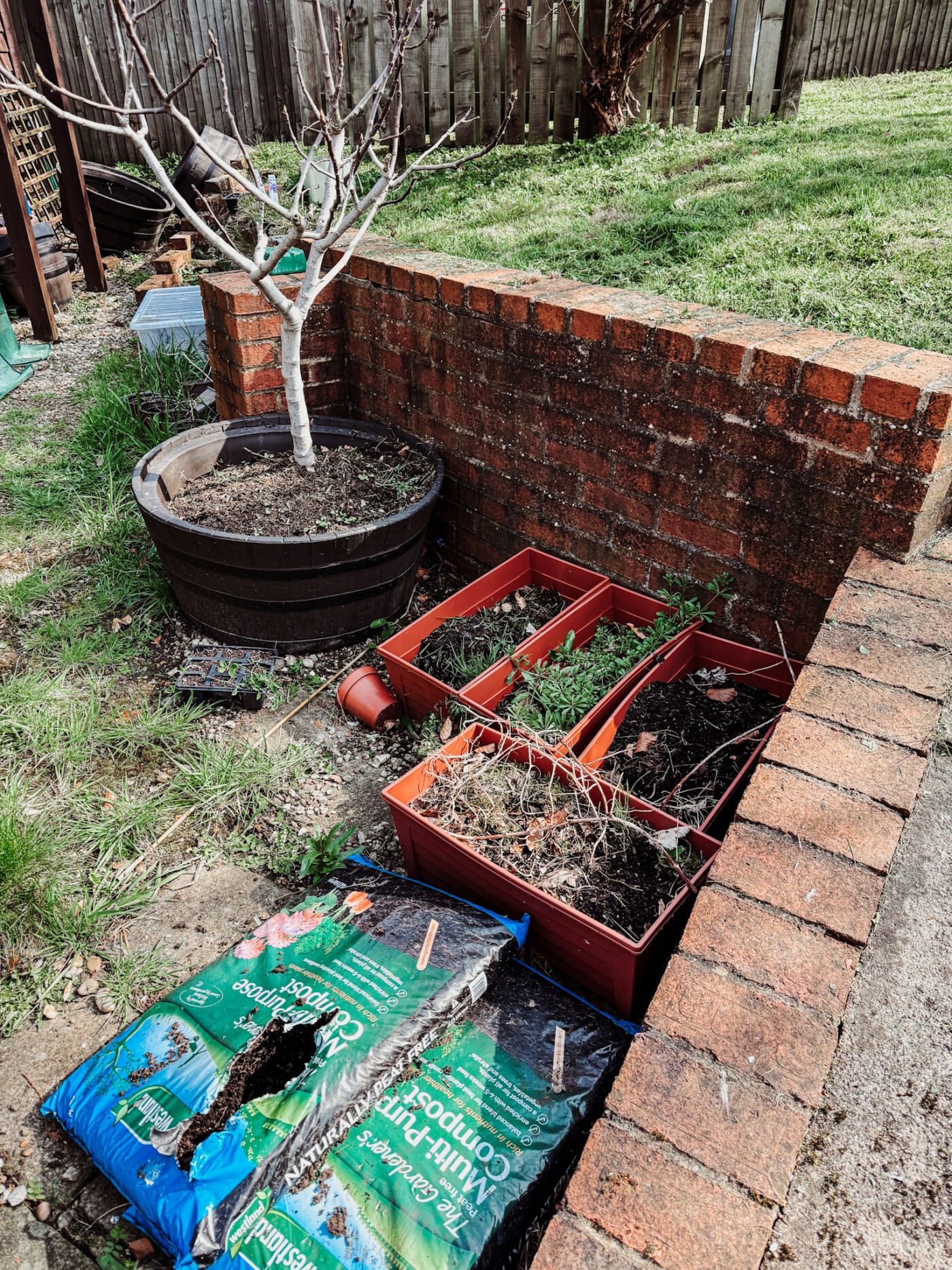 messy neglected container garden after winter
