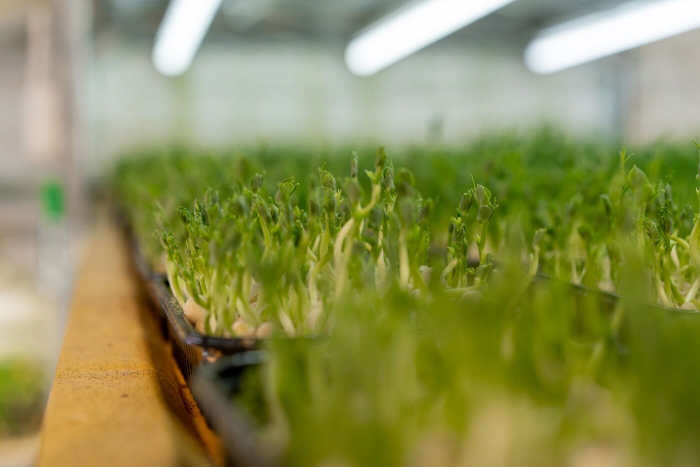 How to Set Up Your Indoor Garden