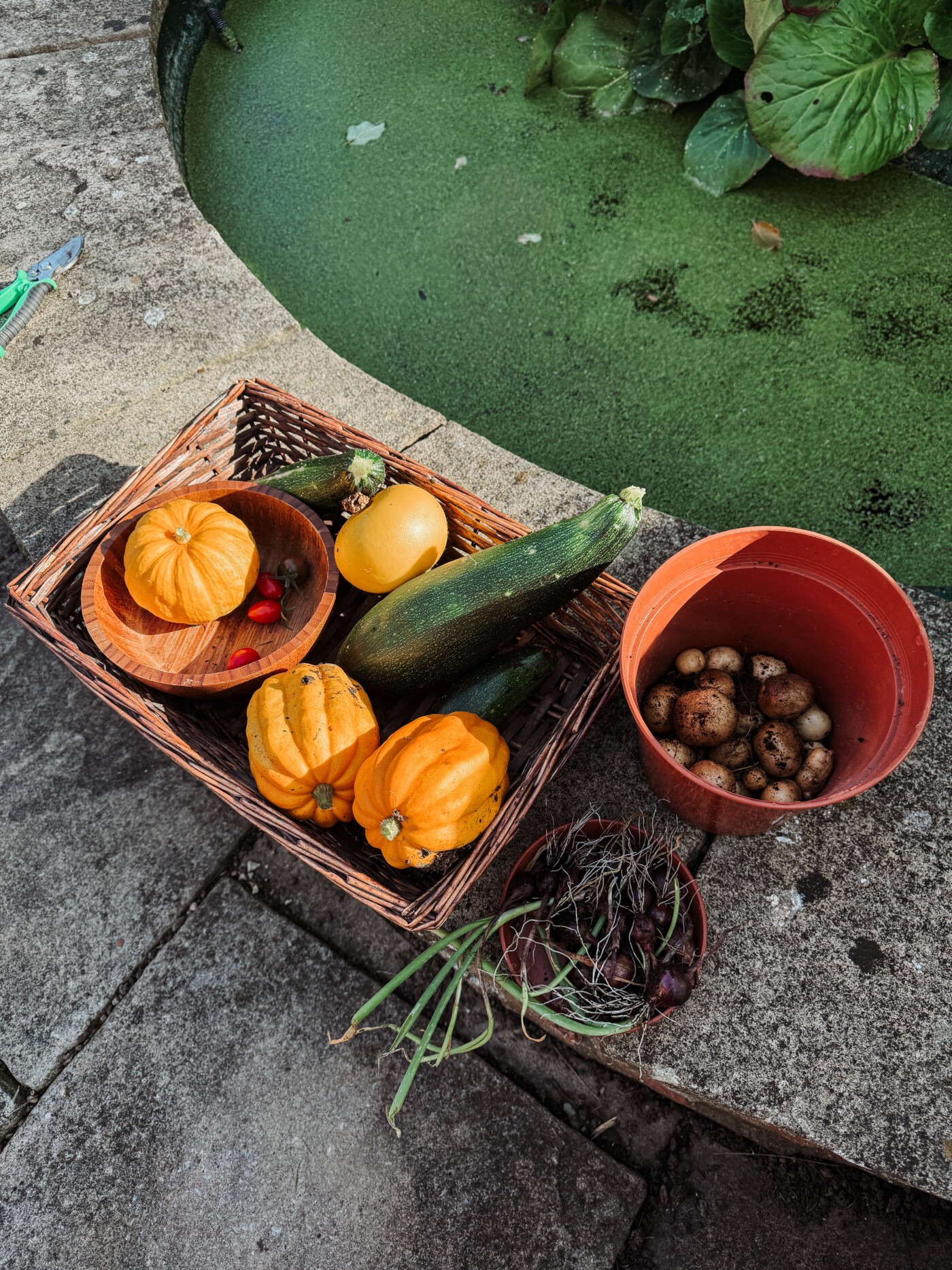 an autumn vegetable harvest