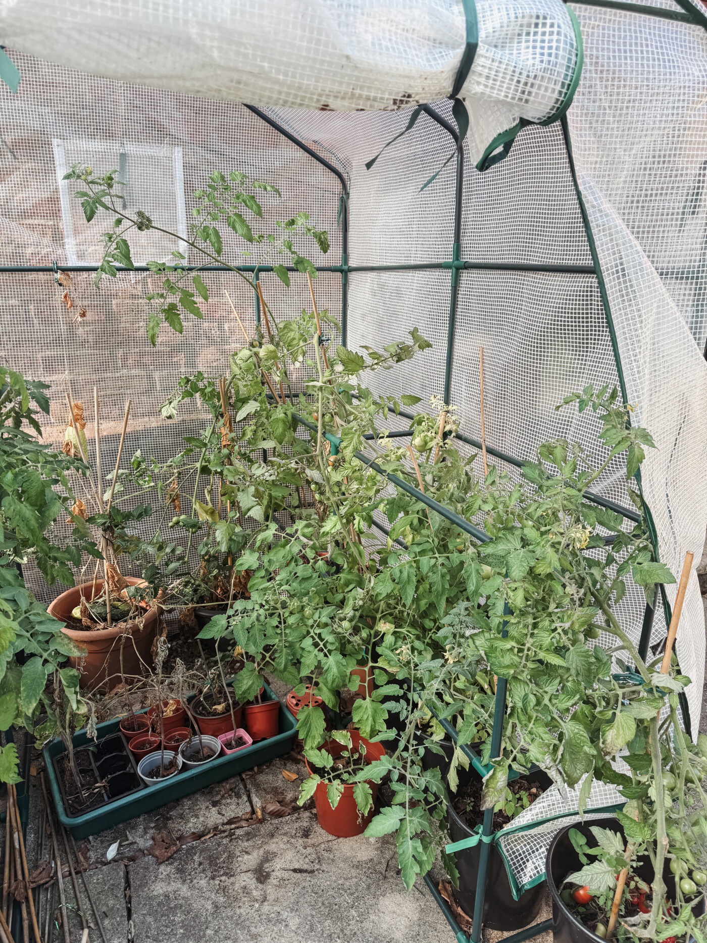 greenhouse with tomatoes in