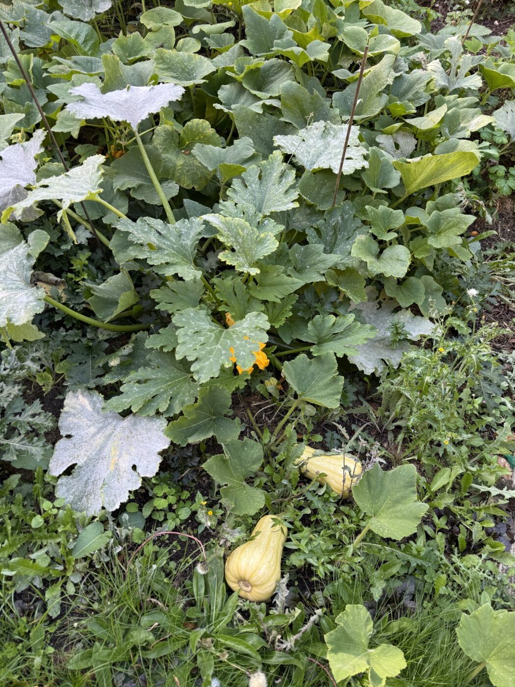 butternut squash in pumpkin patch
